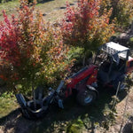 Baumalight DR444 Industrial Tree Spade For Skid Steers