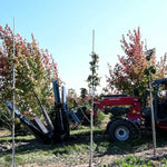 Baumalight DR444 Industrial Tree Spade For Skid Steers